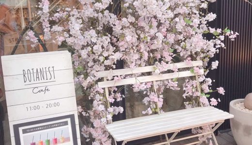 sakura(cherry blossom) photo spot in Harajuku,Tokyo🌸